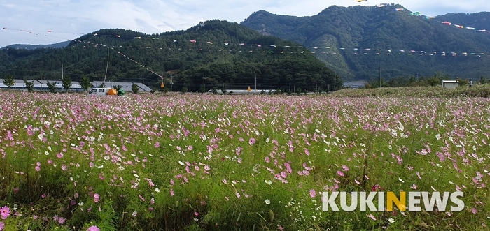 축제가 열리는 고산면 인근의 경천면에는 코스모스가 장관이다.